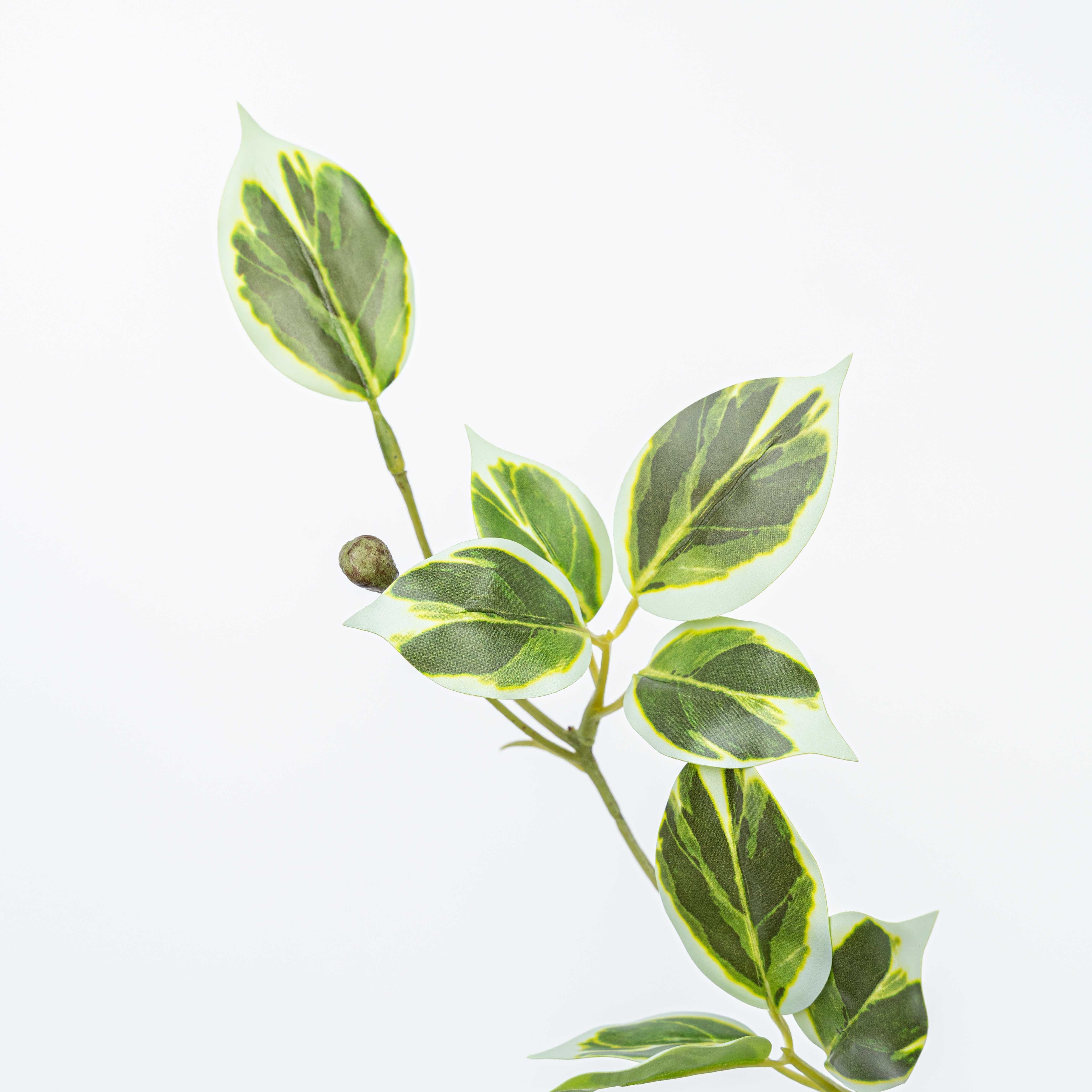 19" WILD EUYNOMUS CLIPPINGS