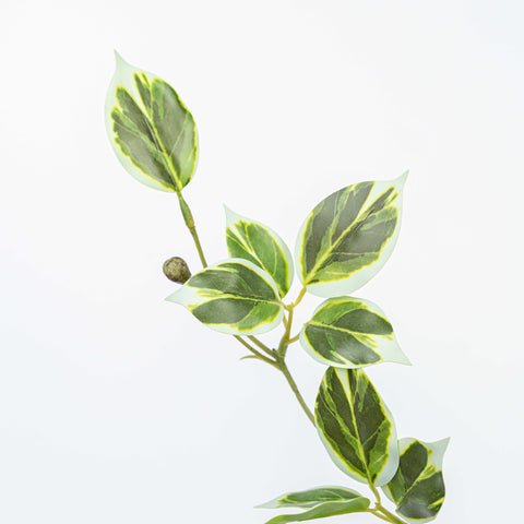 19" WILD EUYNOMUS CLIPPINGS