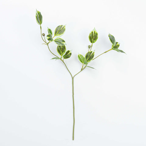 19" WILD EUYNOMUS CLIPPINGS