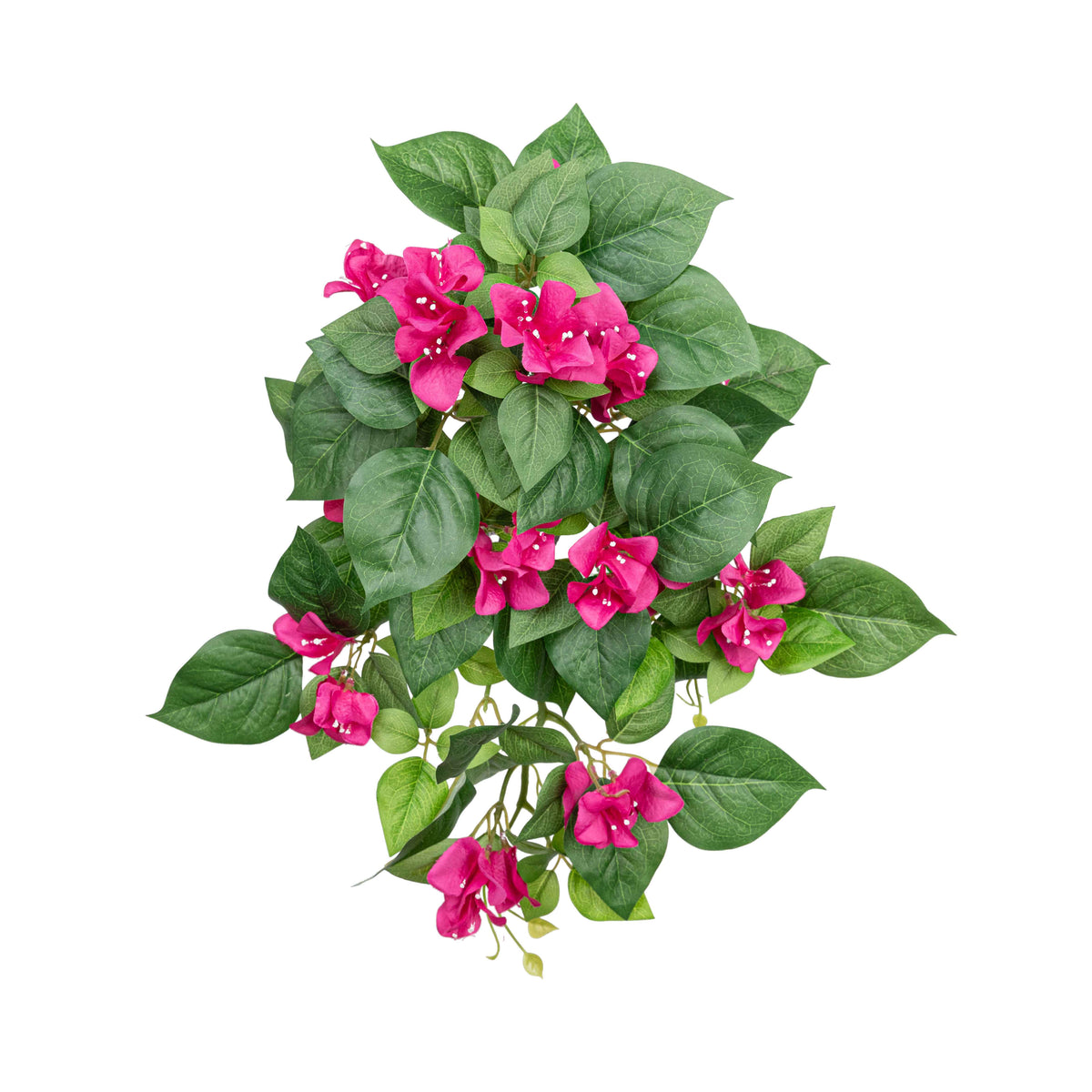 19" BOUGAINVILLEA BUSH