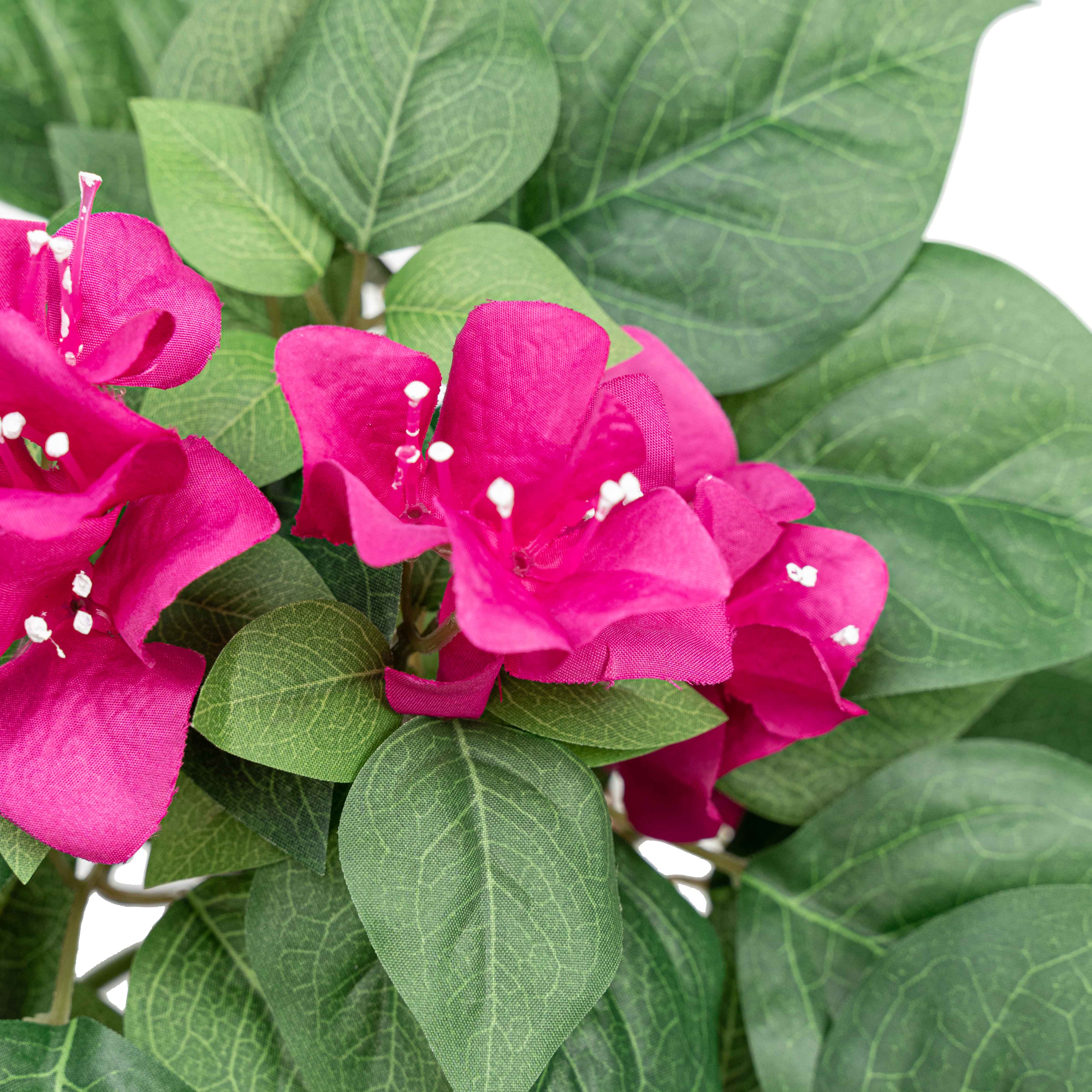 19" BOUGAINVILLEA BUSH