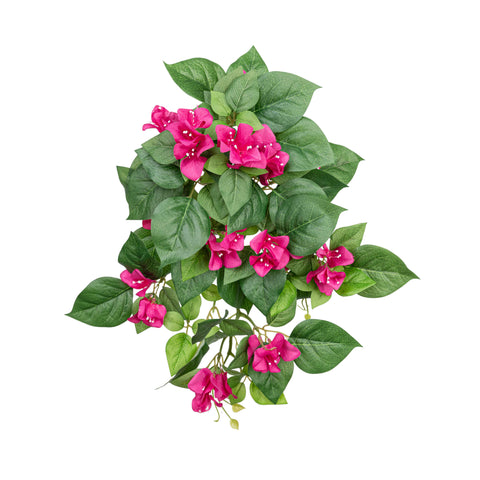 19" BOUGAINVILLEA BUSH