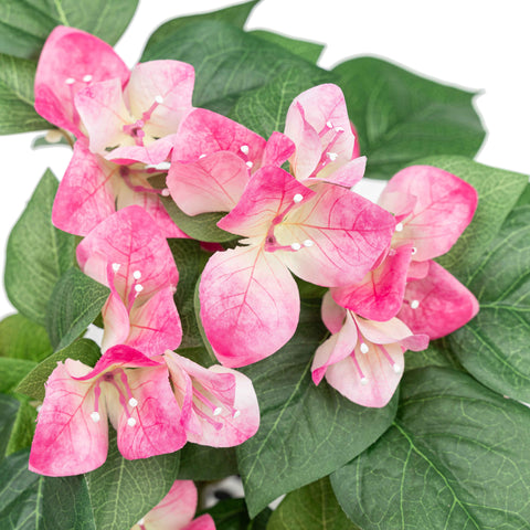 19" BOUGAINVILLEA BUSH