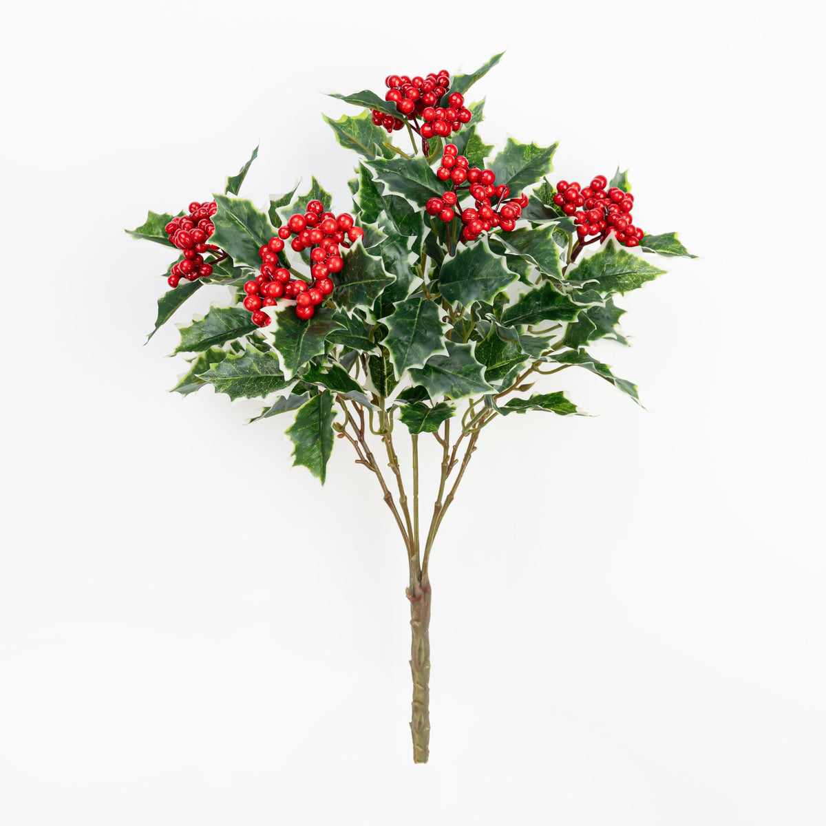 17" HOLLY BERRY BUSH X 5
