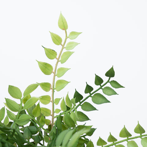 14" PL. ITALIAN RUSCUS BUSH