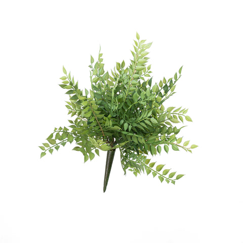 14" PL. ITALIAN RUSCUS BUSH