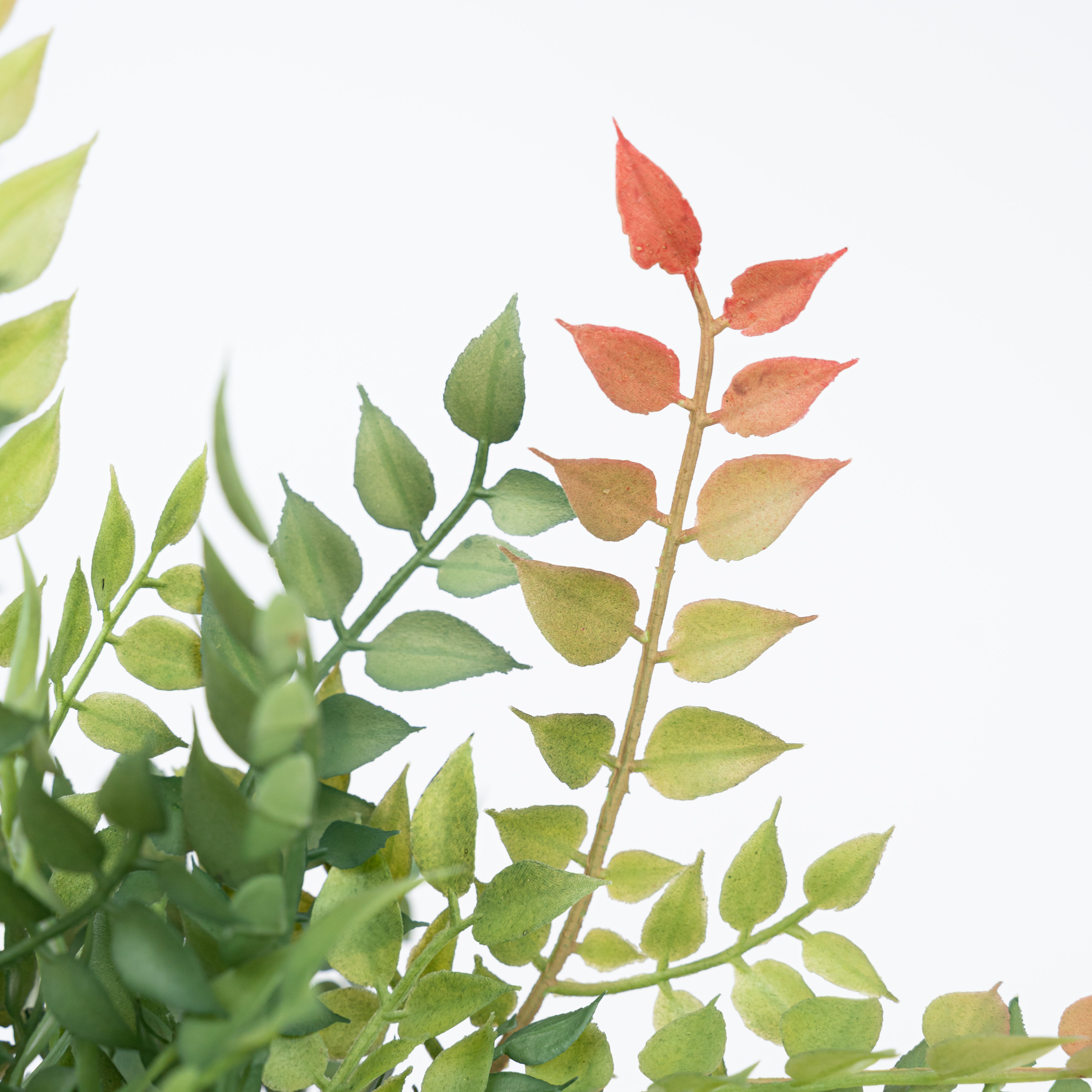 14" PL. ITALIAN RUSCUS BUSH