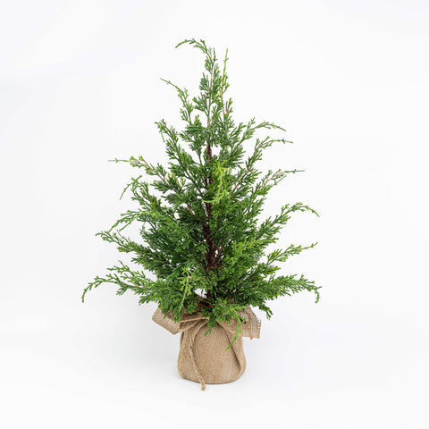 24" MIXED CEDAR PINE TABLE TREE