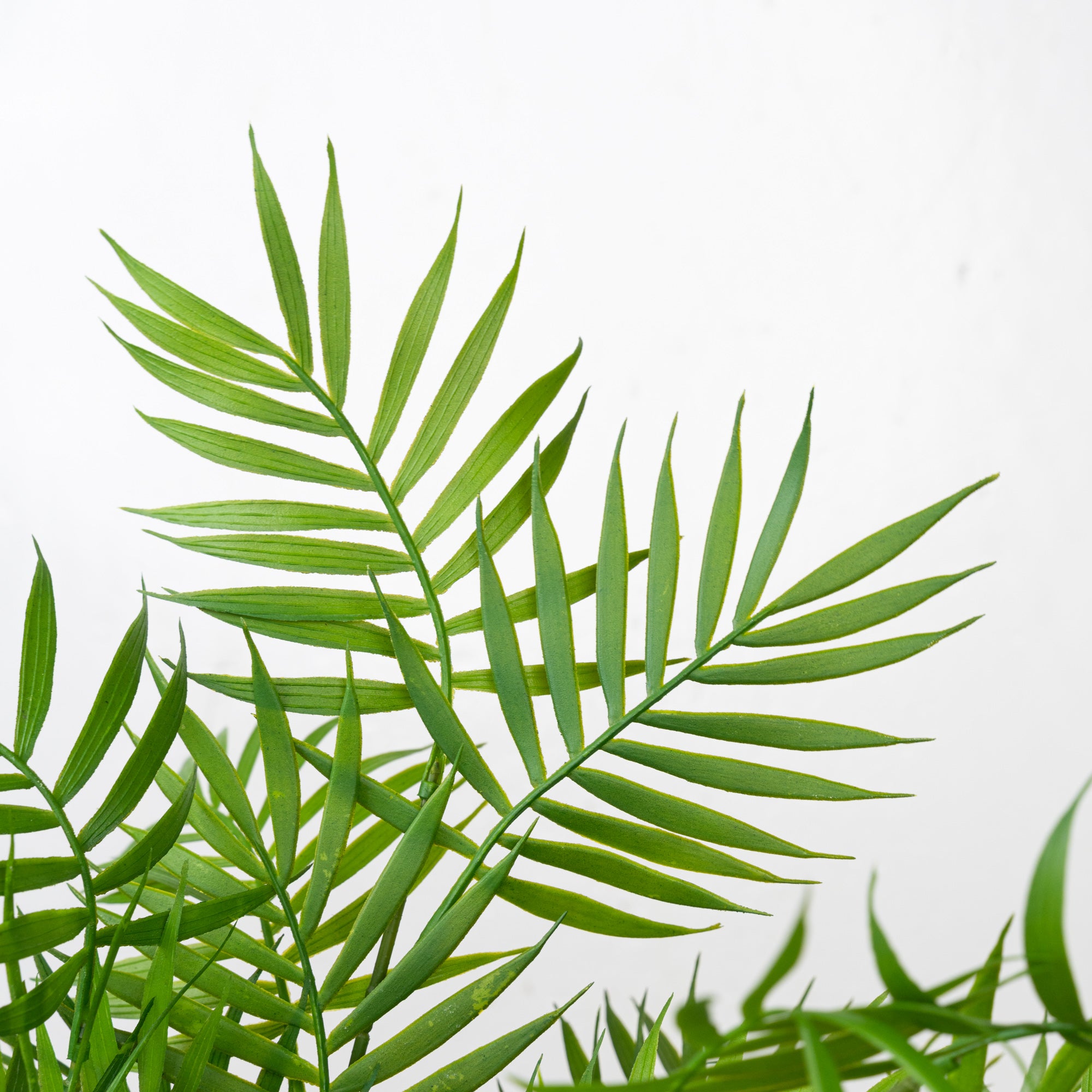 24" PE PALM BUSH X 6