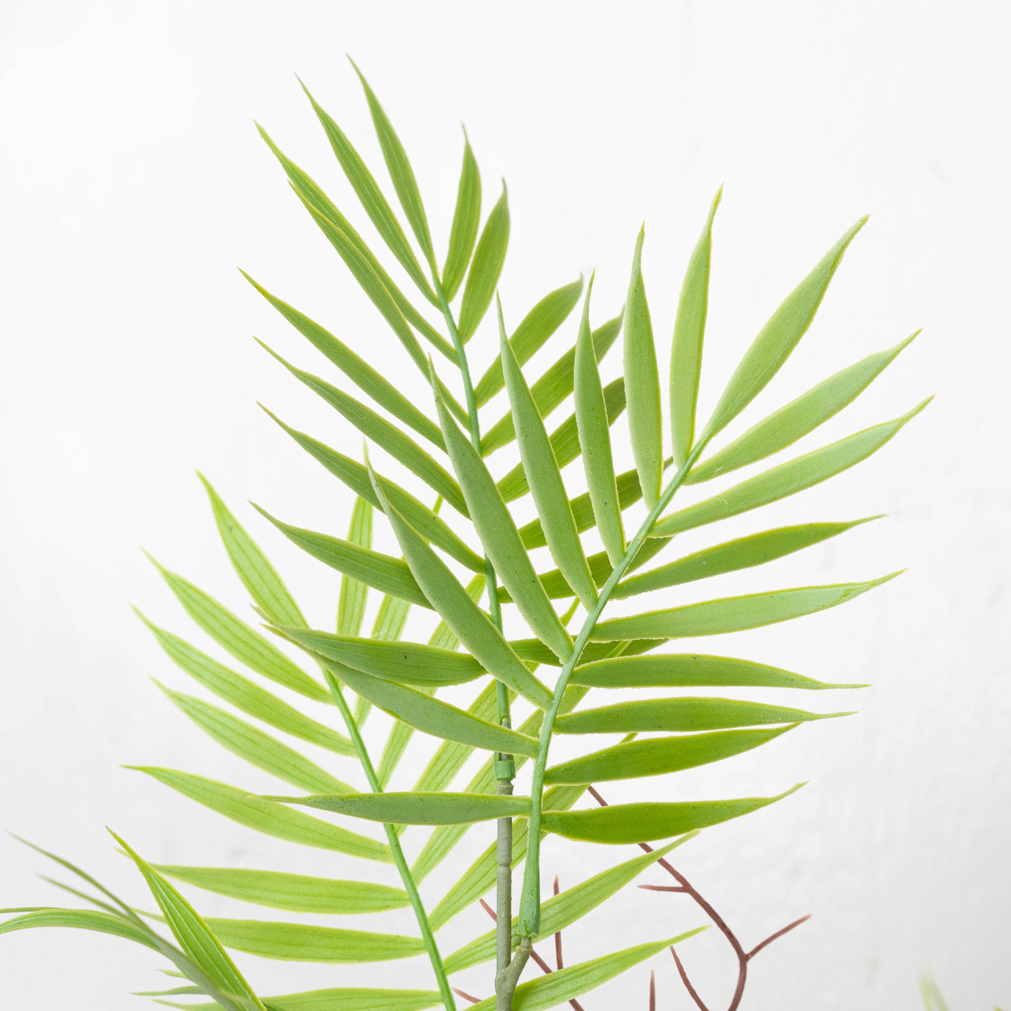 24" PE PALM BUSH X 6