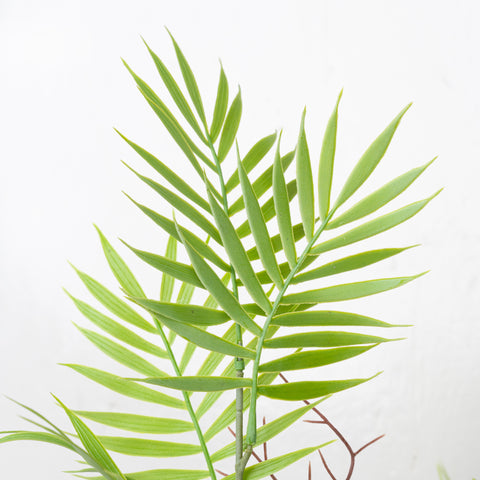 24" PE PALM BUSH X 6