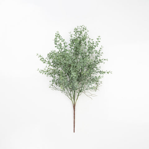 25" PE BOXWOOD BUSH X 5
