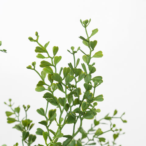 25" PE BOXWOOD BUSH X 5