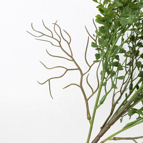 25" PE BOXWOOD BUSH X 5