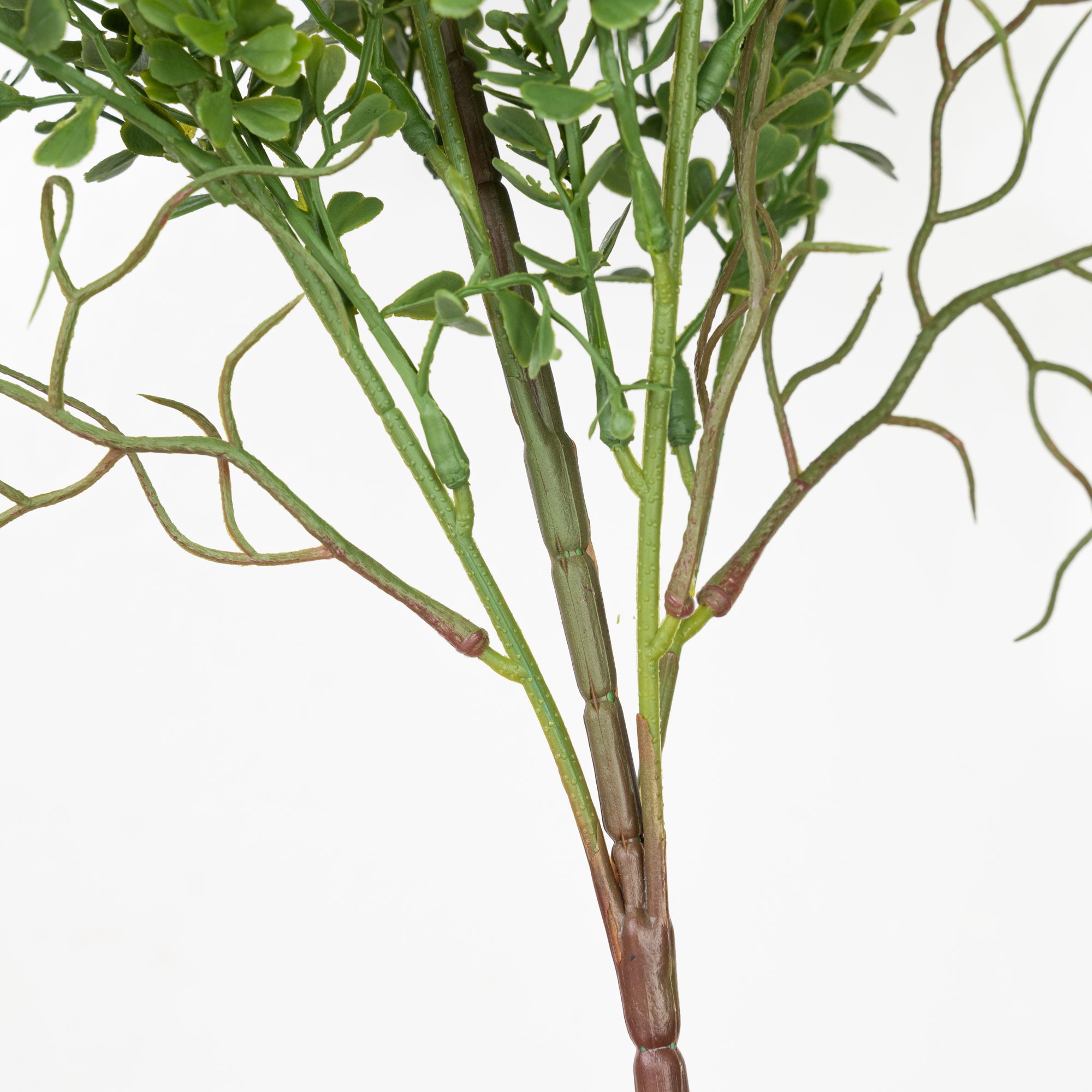 25" PE BOXWOOD BUSH X 5