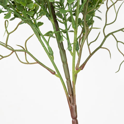 25" PE BOXWOOD BUSH X 5