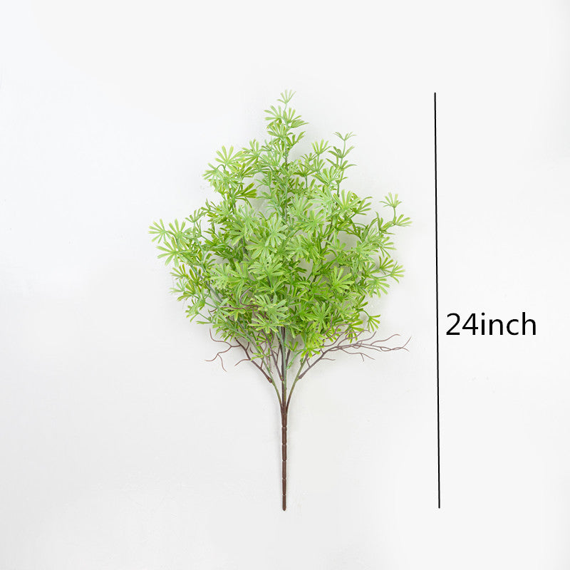 24" PODOCARPUS BUSH X 5