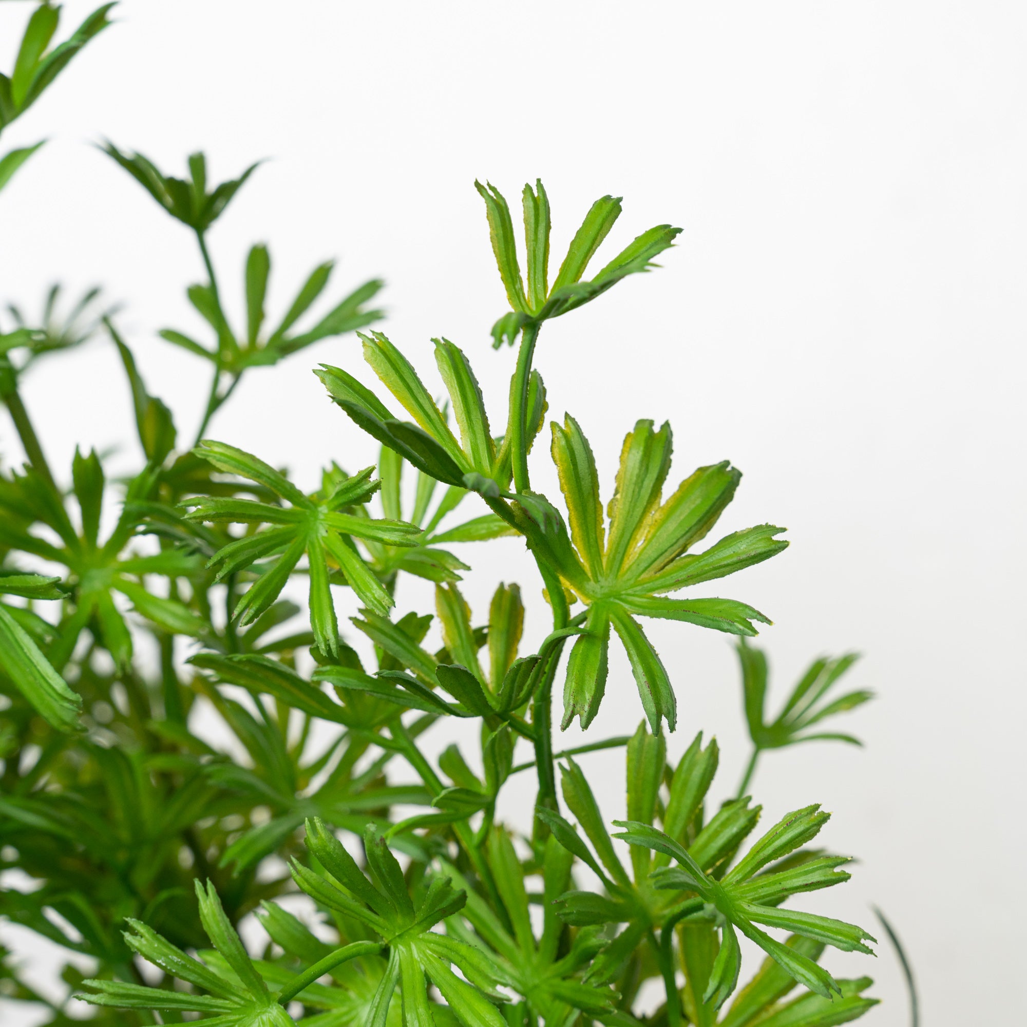 24" PODOCARPUS BUSH X 5