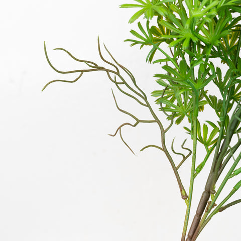 24" PODOCARPUS BUSH X 5