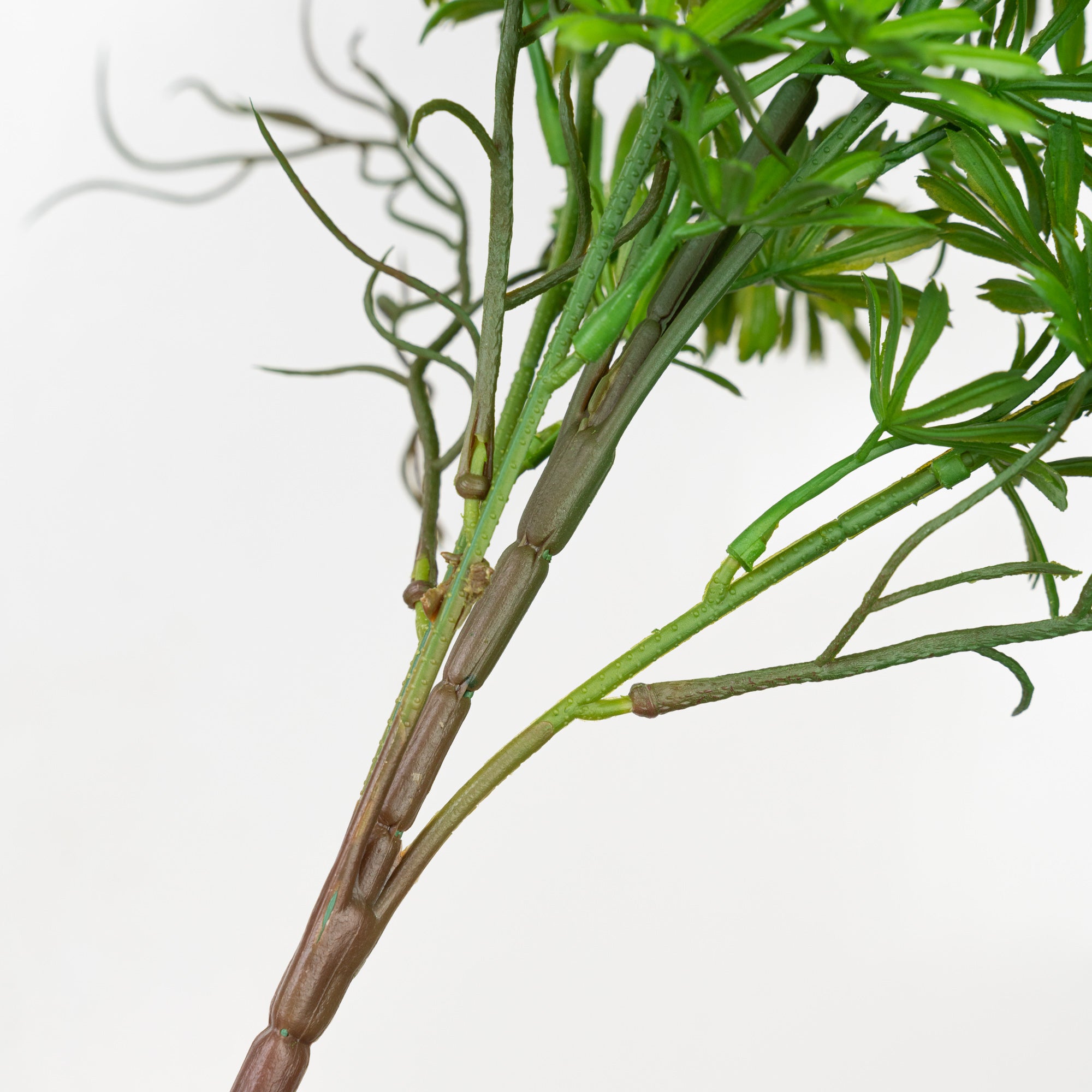 24" PODOCARPUS BUSH X 5