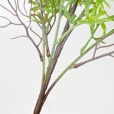 24" PODOCARPUS BUSH X 5