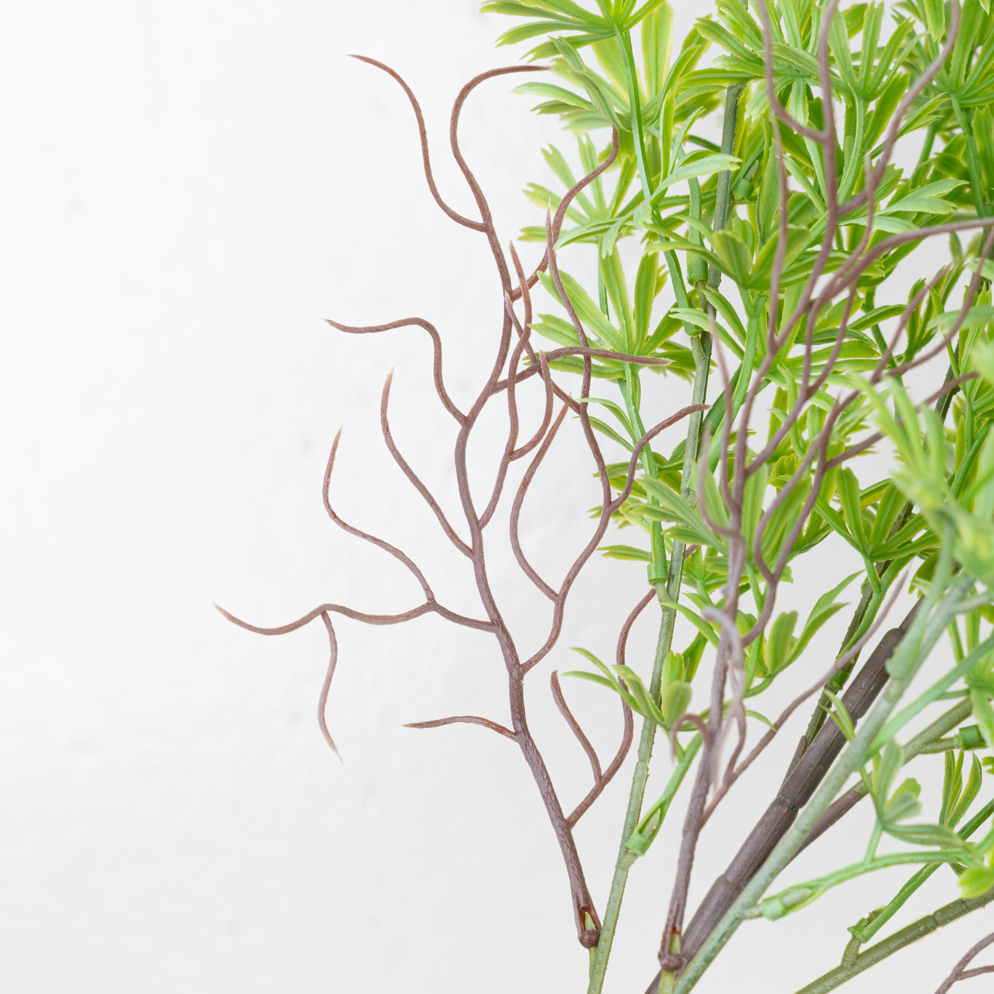 24" PODOCARPUS BUSH X 5