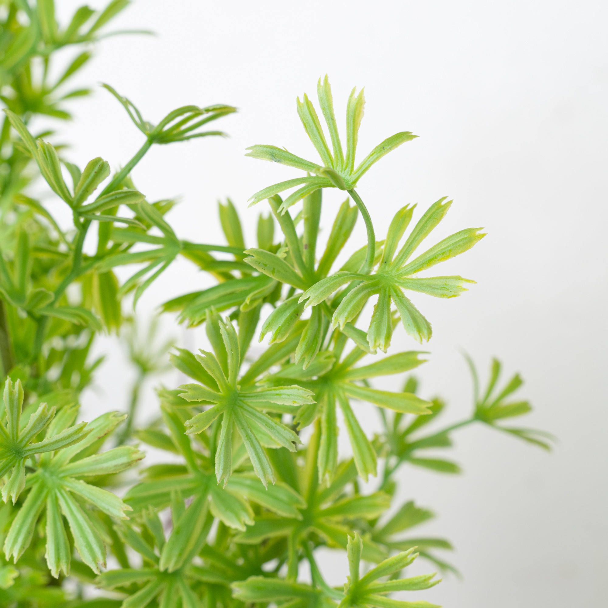 24" PODOCARPUS BUSH X 5