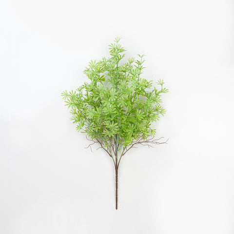 24" PODOCARPUS BUSH X 5