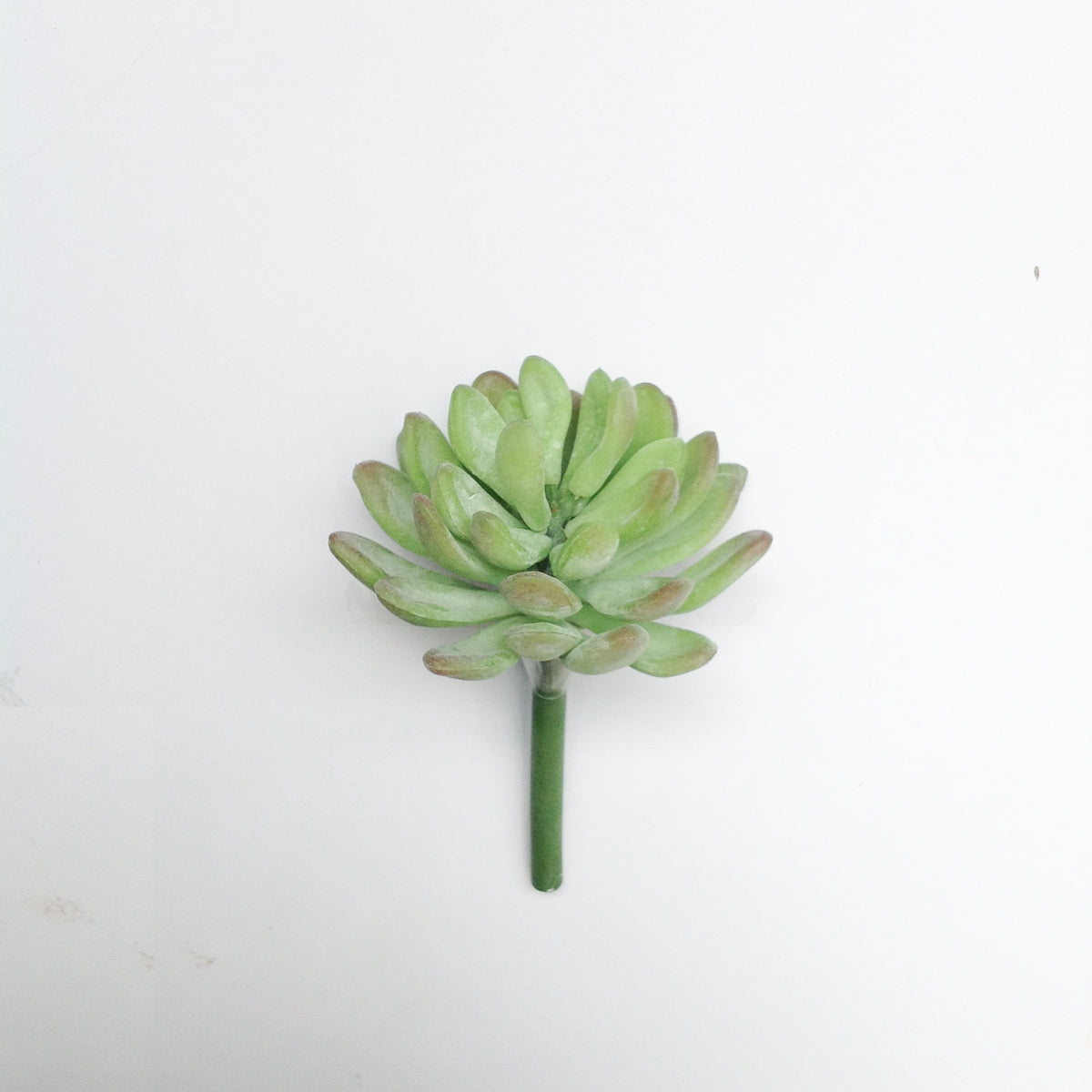 3.5"D PL. JADE SUCCULENT PICK