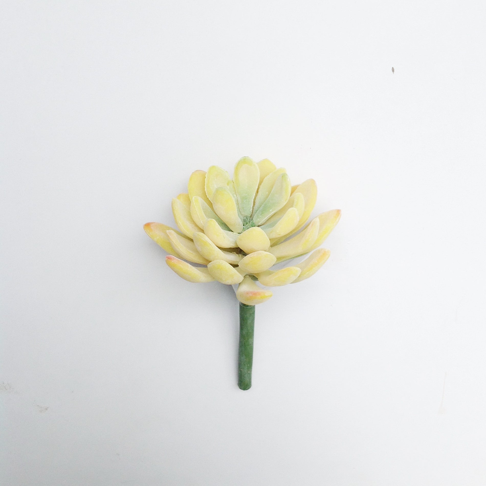 3.5"D PL. JADE SUCCULENT PICK