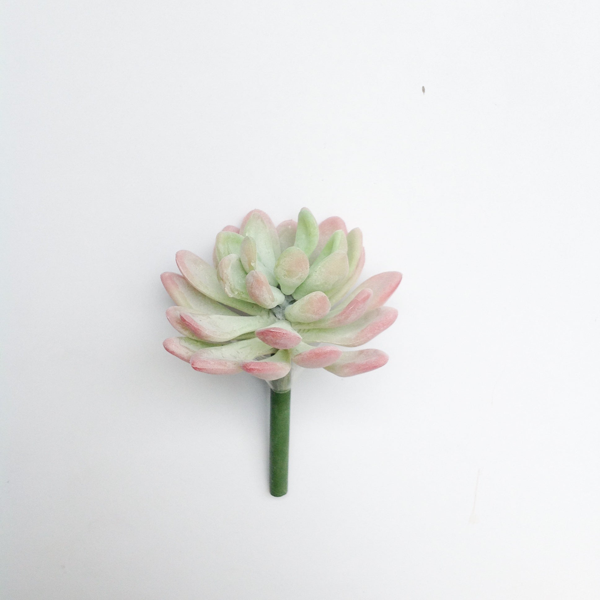 3.5"D PL. JADE SUCCULENT PICK