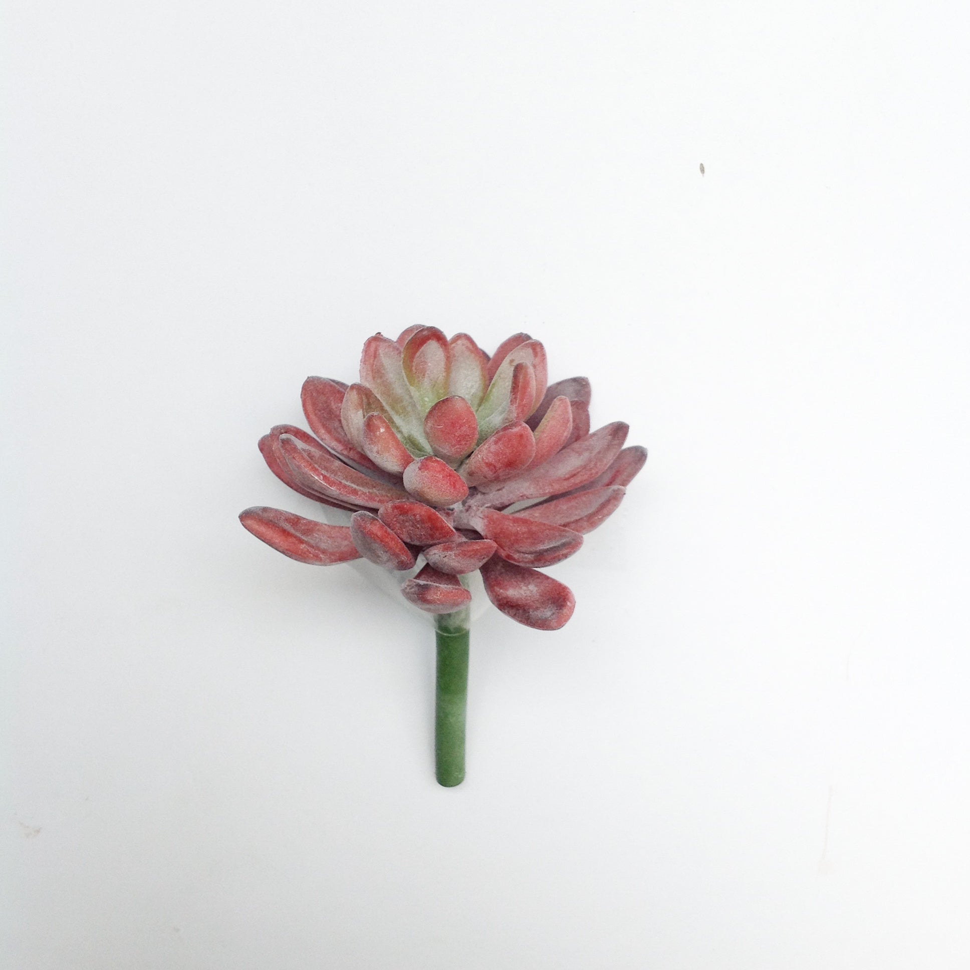 3.5"D PL. JADE SUCCULENT PICK