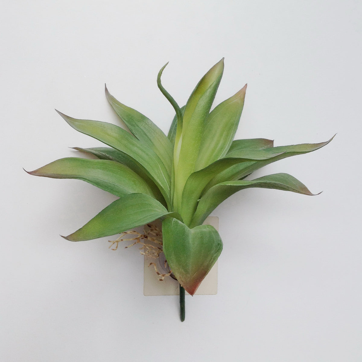 9" LG ALOE SUCCULENT PICK