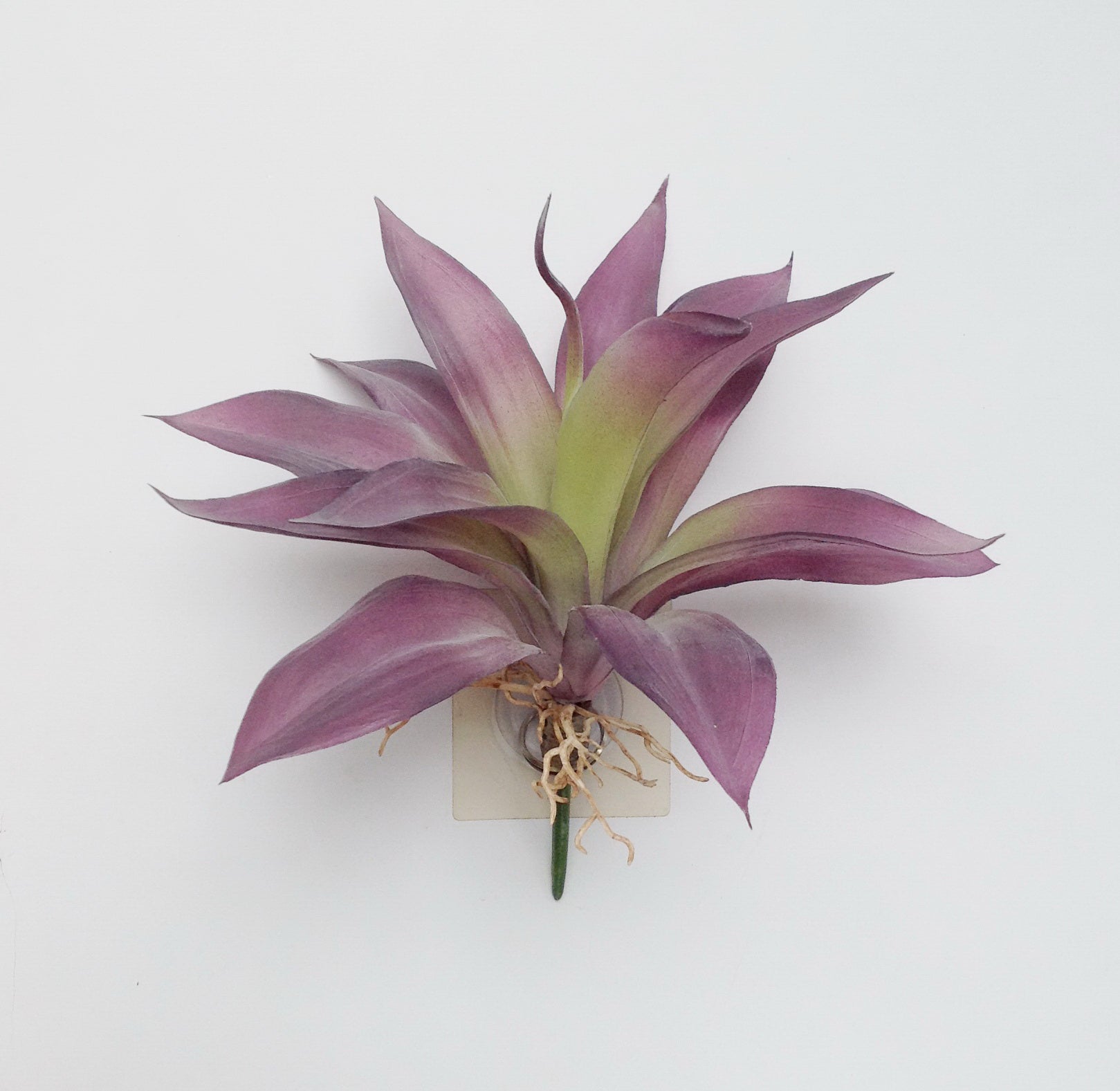 9" LG ALOE SUCCULENT PICK