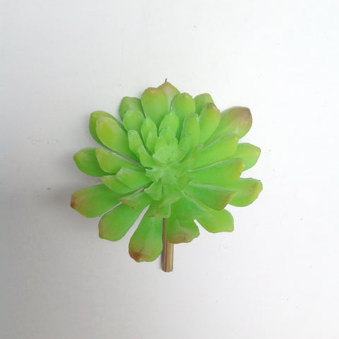4" ECHEVERIA PLANT PICK
