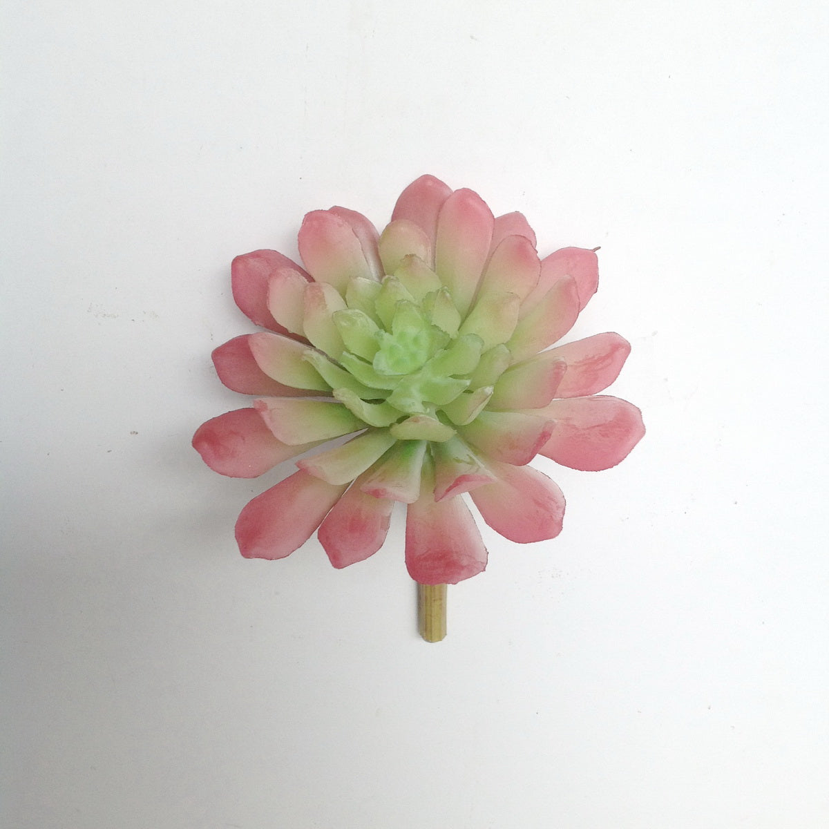 4" ECHEVERIA PLANT PICK