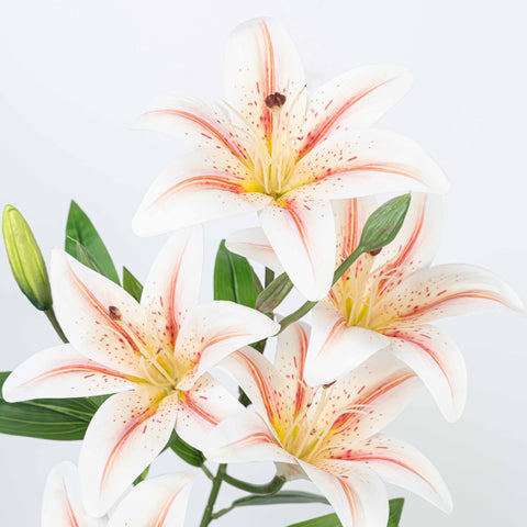 21" LILY BUSH WITH 5 HEADS