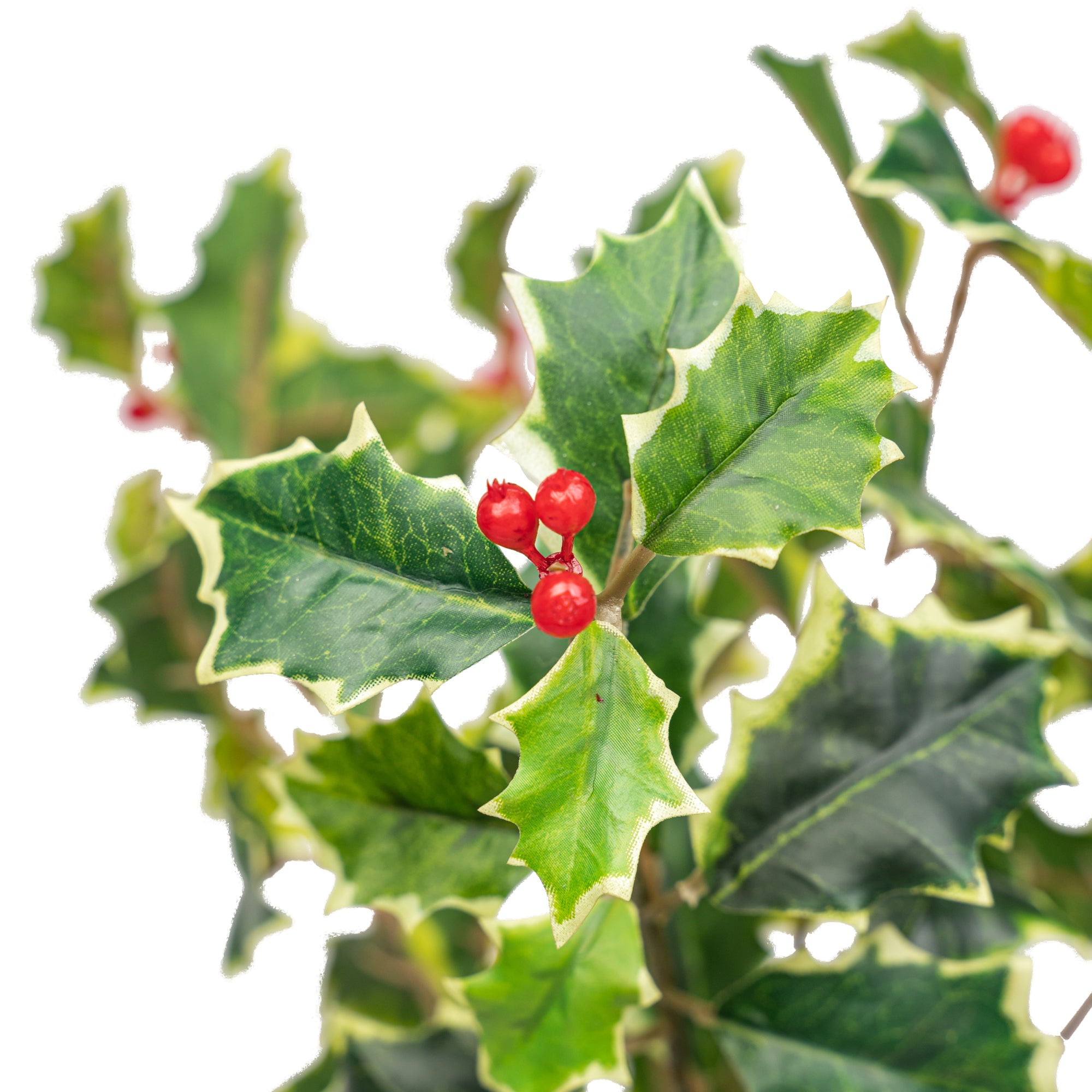 11" HOLLY BERRY BUSH