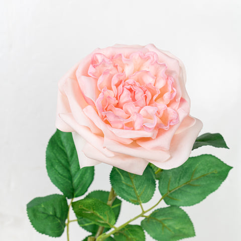 25" REAL TOUCH AUSTIN ROSE STEM HEAD 13CM