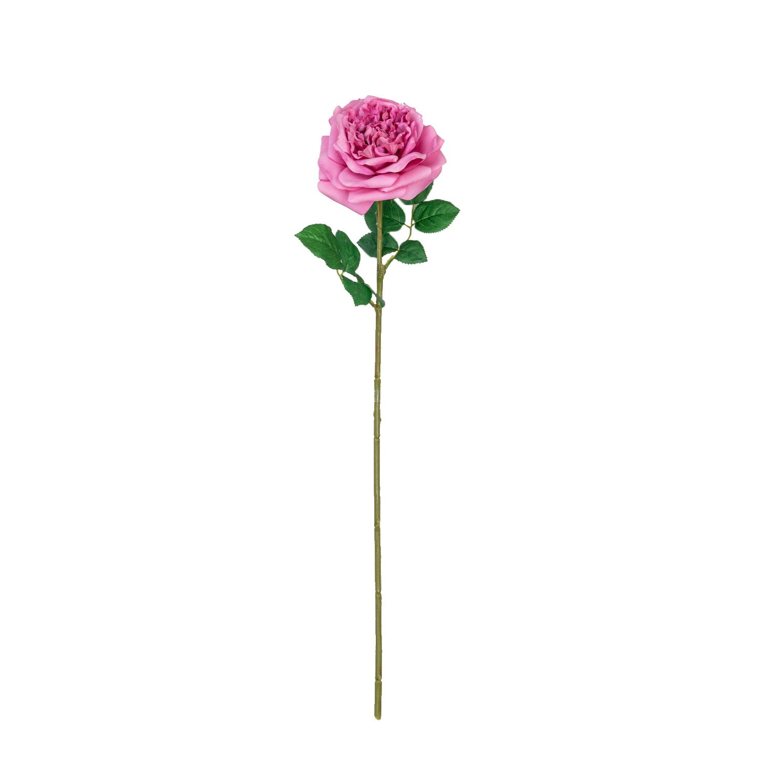 25" REAL TOUCH AUSTIN ROSE STEM HEAD 13CM