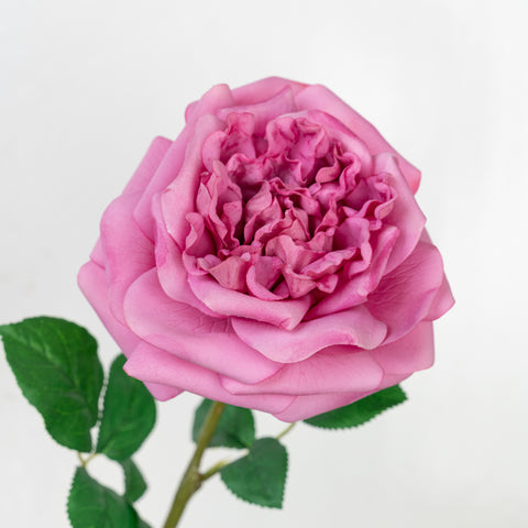 25" REAL TOUCH AUSTIN ROSE STEM HEAD 13CM