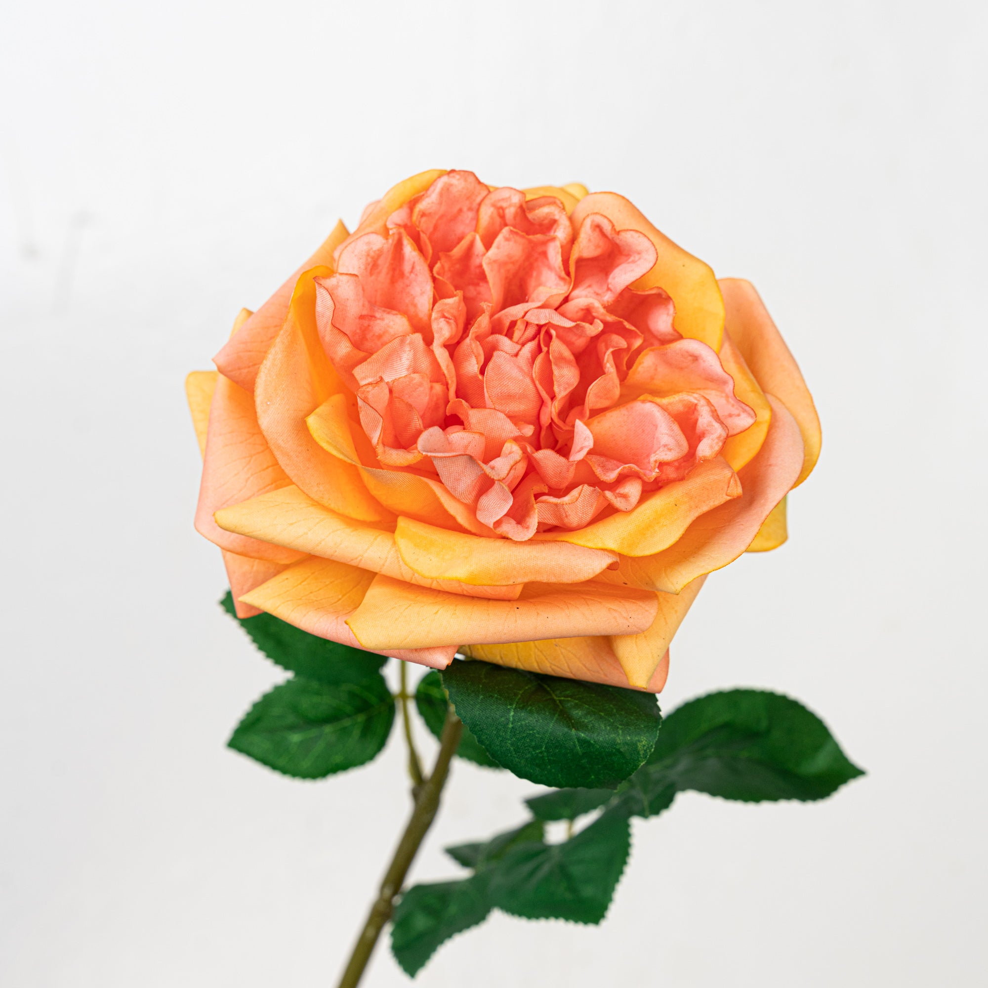 25" REAL TOUCH AUSTIN ROSE STEM HEAD 13CM