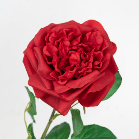 25" REAL TOUCH AUSTIN ROSE STEM HEAD 13CM