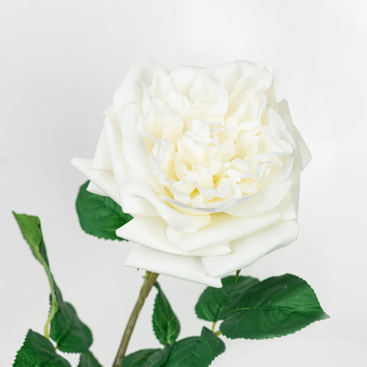 25" REAL TOUCH AUSTIN ROSE STEM HEAD 13CM