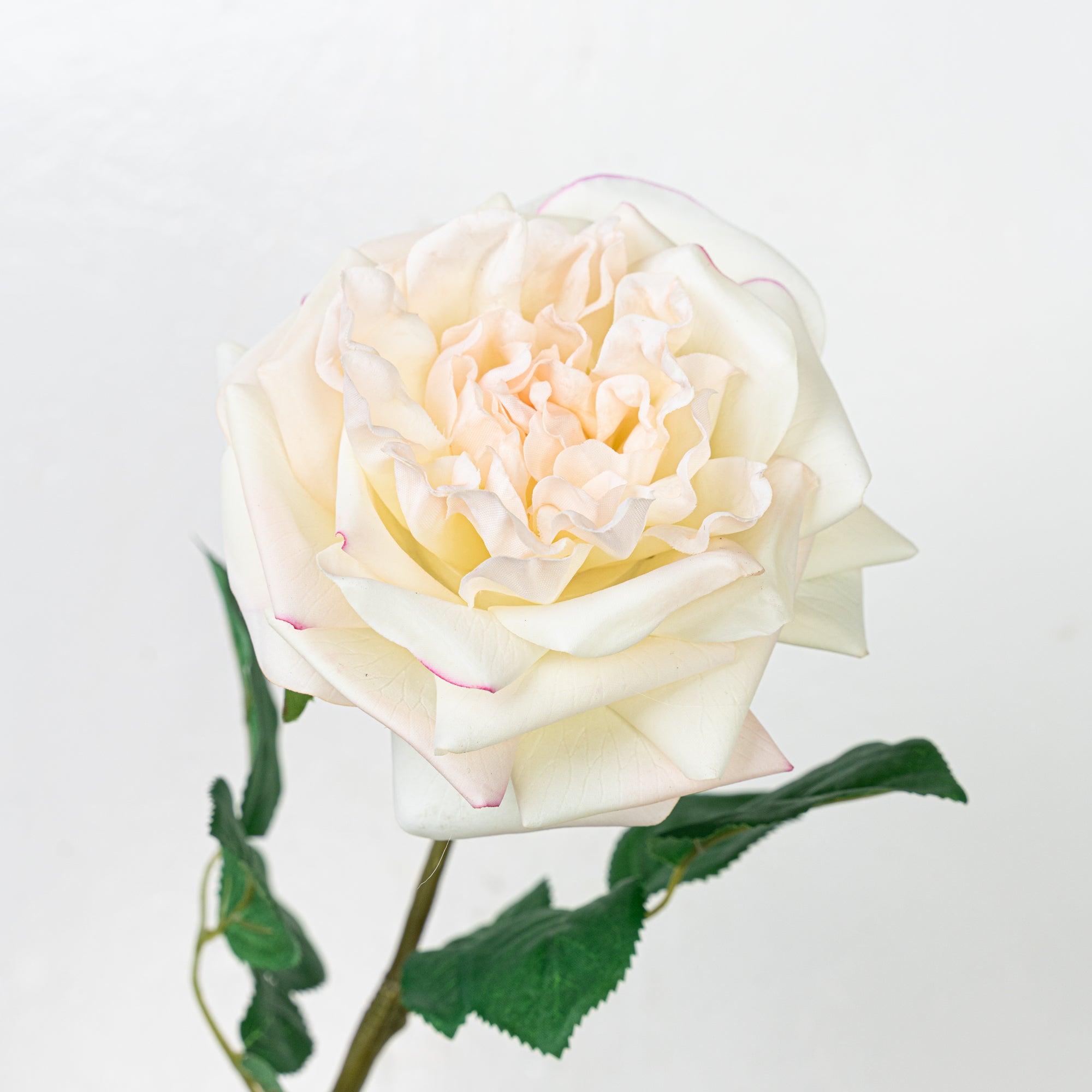 25" REAL TOUCH AUSTIN ROSE STEM HEAD 13CM