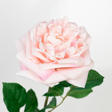 25" REAL TOUCH AUSTIN ROSE STEM HEAD 13CM