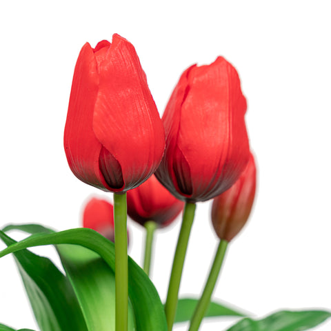 12" TULIP BUNDLE X 5