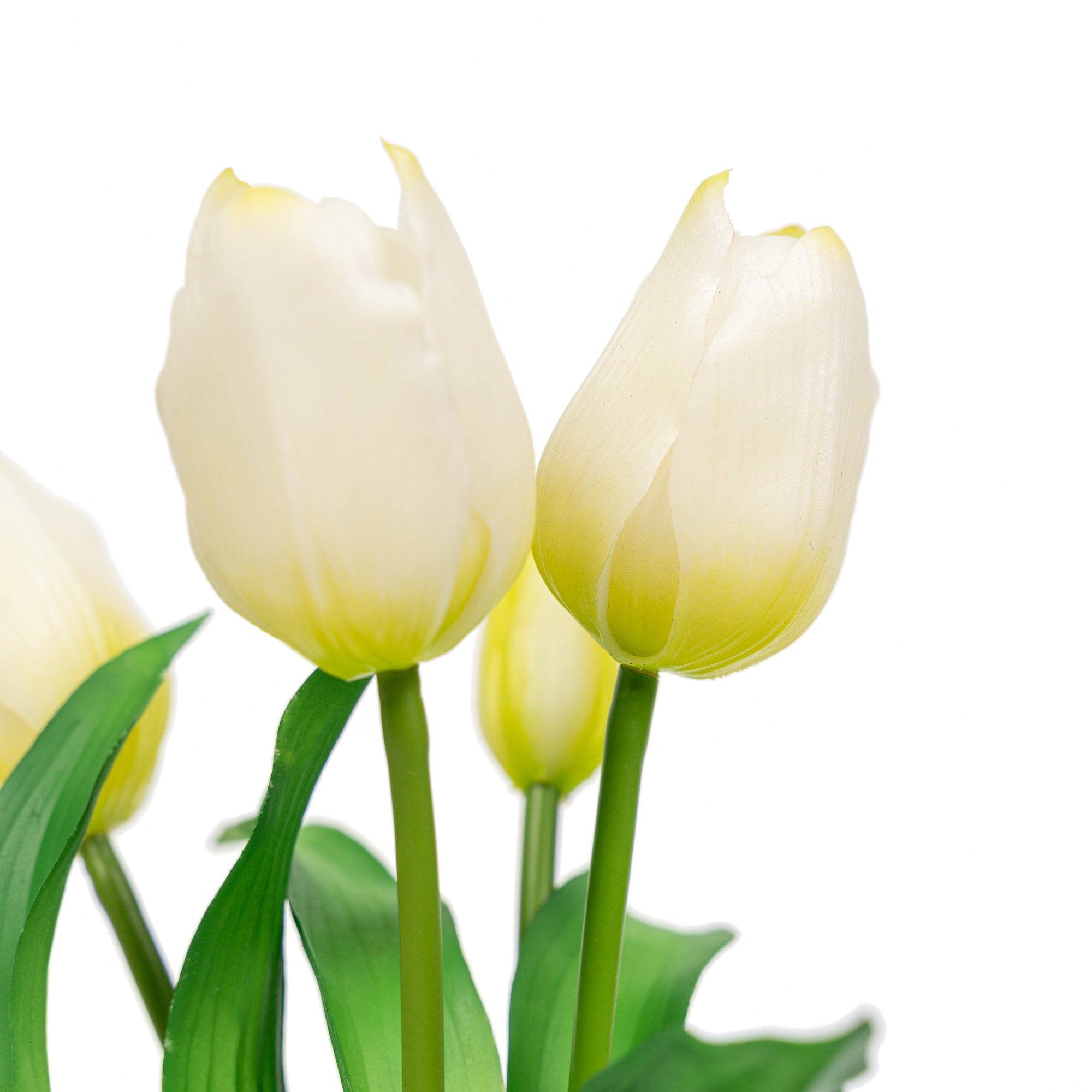 12" TULIP BUNDLE X 5