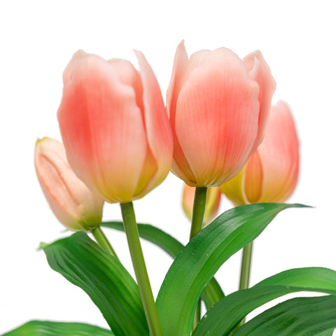 12" TULIP BUNDLE X 5