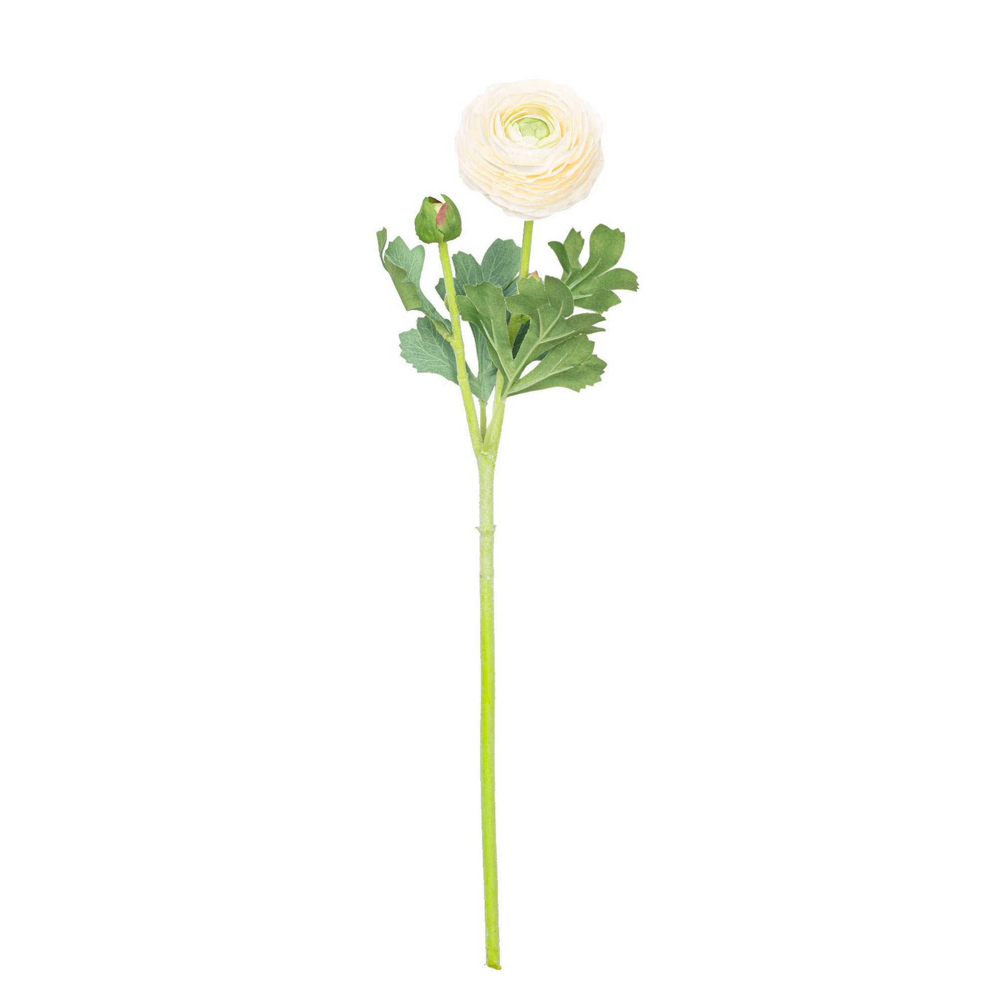 19" RANUNCULUS STEM